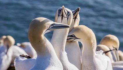 爱游戏中国官方登录入口网站-英格兰女篮在欧洲青年篮球锦标赛中展现潜力，英格兰参加欧洲杯