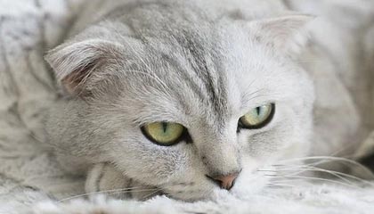 爱游戏中国官方登录入口网站-英格兰女篮在欧洲青年篮球锦标赛中展现潜力，英格兰参加欧洲杯